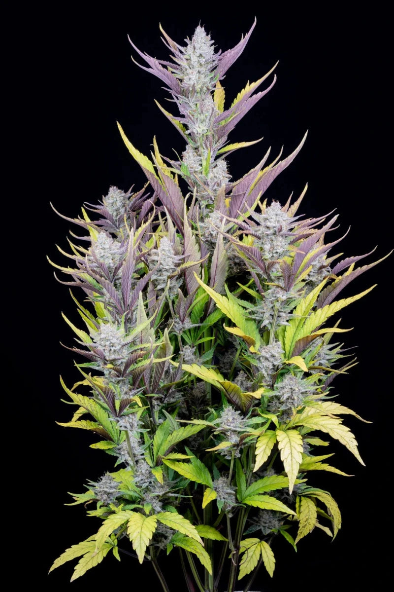 WEDDING GLUE AUTO STRAIN - SeedySide