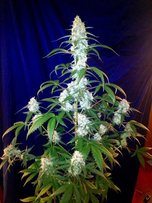 WEST COAST OG AUTO STRAIN - SeedySide