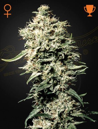 WHITE RHINO: AFGHAN X BRAZILIAN X SOUTH INDIAN STRAIN - SeedySide