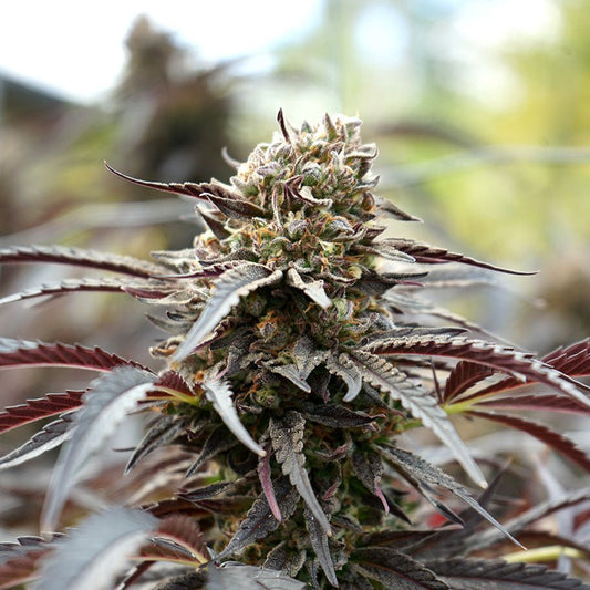 WHITE RUNTZ FASTFLOWERING STRAIN - SeedySide