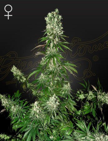 WHITE STRAWBERRY SKUNK: SWISS ERDBEER STRAIN - SeedySide
