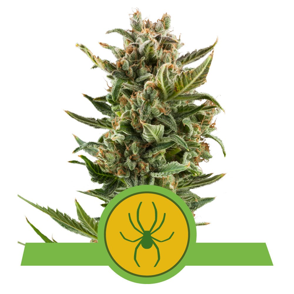WHITE WIDOW AUTO STRAIN - SeedySide