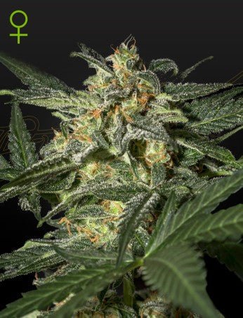 WHITE WIDOW AUTO STRAIN - SeedySide