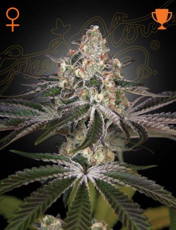 WHITE WIDOW: BRAZILIAN X SOUTH INDIAN STRAIN - SeedySide