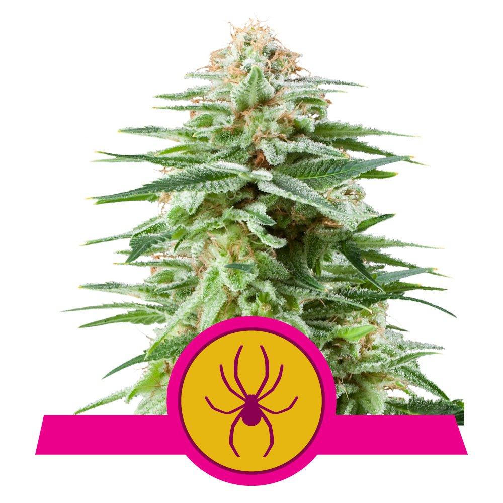 WHITE WIDOW STRAIN - SeedySide