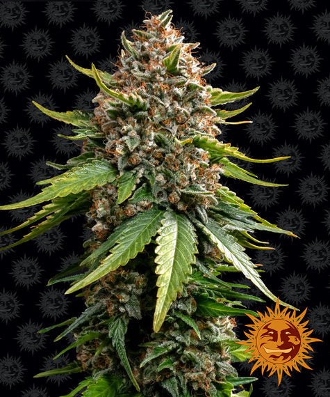WHITE WIDOW XXL AUTO STRAIN - SeedySide