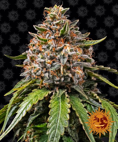 WHITE WIDOW XXL STRAIN - SeedySide