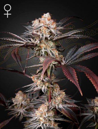 WONDER PIE: WEDDING CAKE X OG KUSH STRAIN - SeedySide