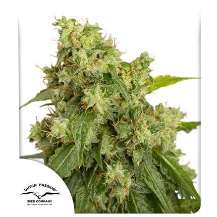 XTREME HAZE AUTO STRAIN - SeedySide
