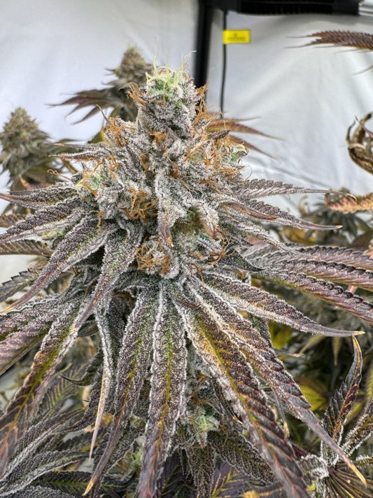 ZAPPLES 2.0 STRAIN - SeedySide