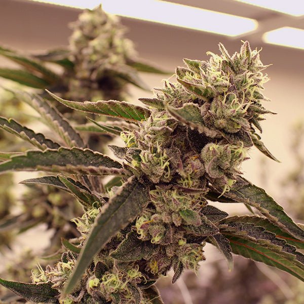 ZERDO GORDO STRAIN - SeedySide