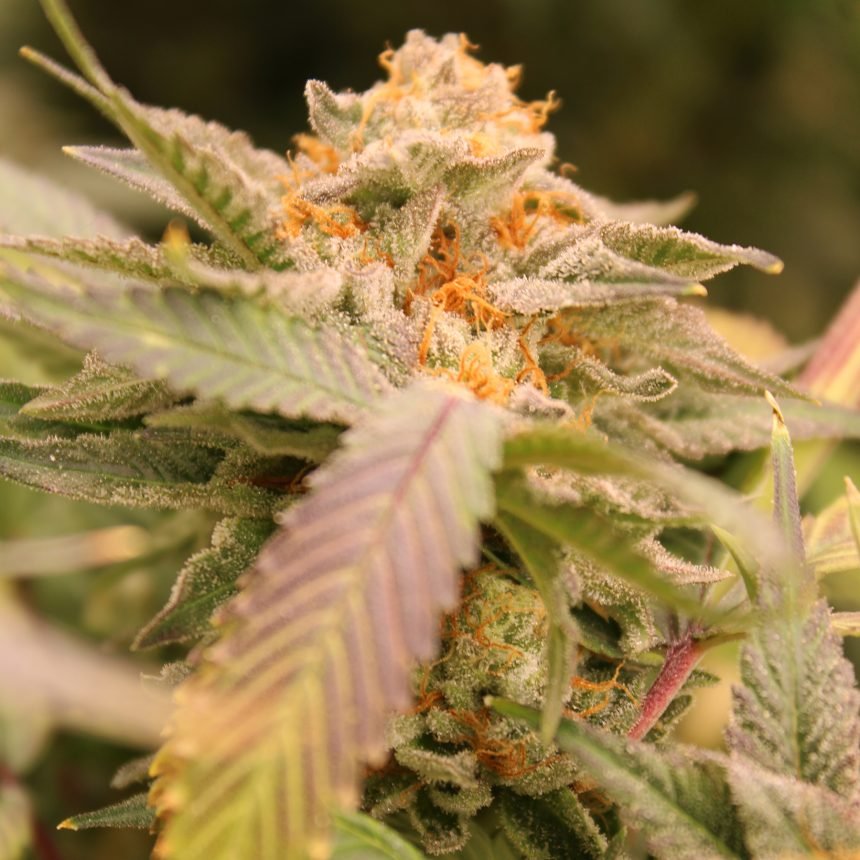Z'LECTROLYTES STRAIN - SeedySide