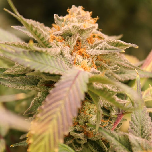 Z'LECTROLYTES STRAIN - SeedySide