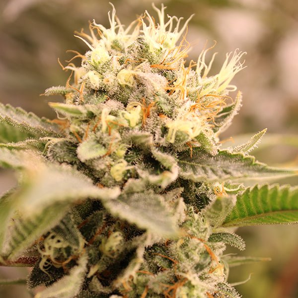 ZUAPANGA! STRAIN - SeedySide